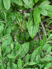Trichonephila clavata