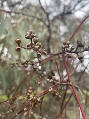 Eucalyptus largiflorens