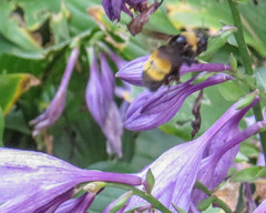 Bombus auricomus