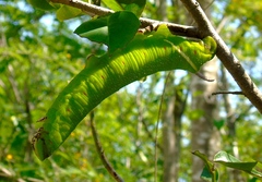 Cocytius antaeus