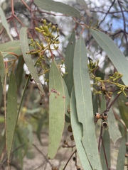 Eucalyptus largiflorens