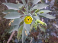 Nicotiana glauca