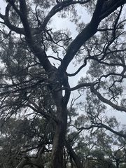 Eucalyptus largiflorens