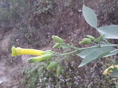Nicotiana glauca