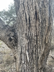 Eucalyptus largiflorens