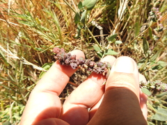 Atriplex prostrata