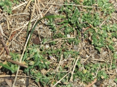 Sagina procumbens