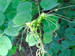 Bauhinia pauletia