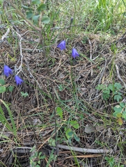 Campanula rotundifolia
