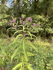 Vernonia gigantea