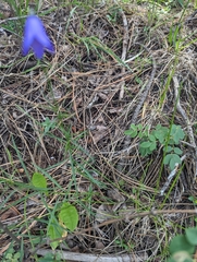 Campanula rotundifolia