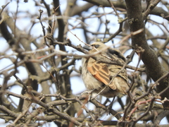 Agelaioides badius