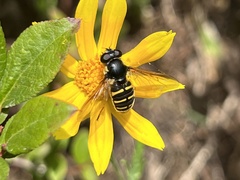 Sericomyia chalcopyga
