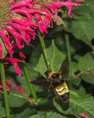 Bombus auricomus