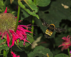 Bombus auricomus
