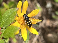 Sericomyia chalcopyga