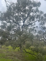 Eucalyptus largiflorens