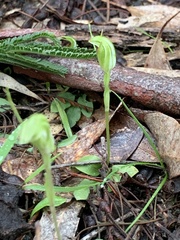 Pterostylis concinna