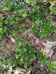 Arctostaphylos uva-ursi