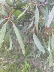 Eucalyptus largiflorens