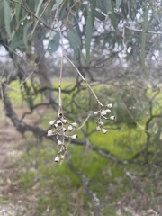 Eucalyptus largiflorens