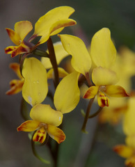 Diuris brumalis