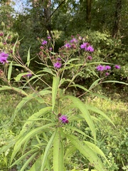 Vernonia gigantea