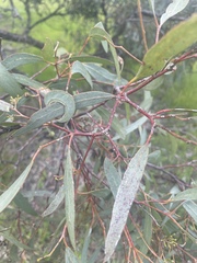 Eucalyptus largiflorens