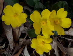 Hibbertia lasiopus