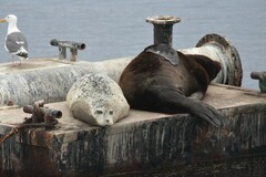 Phoca vitulina richardii