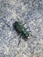Cicindela longilabris