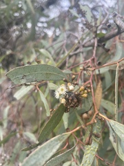 Eucalyptus largiflorens