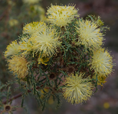 Banksia polycephala