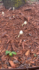 Leucocoprinus birnbaumii