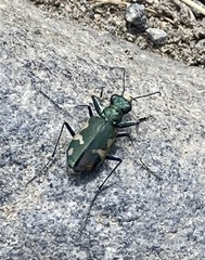 Cicindela longilabris