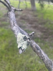 Eucalyptus largiflorens