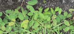 Mimosa pudica