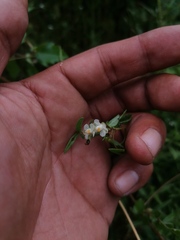 Cardiospermum halicacabum