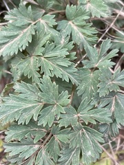 Ligusticum apiifolium