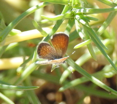 Brephidium exilis