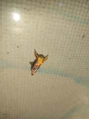 Narosoideus flavidorsalis