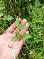 Cardiospermum halicacabum