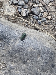 Cicindela longilabris