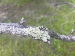 Eucalyptus largiflorens