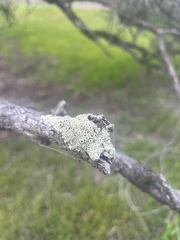 Eucalyptus largiflorens