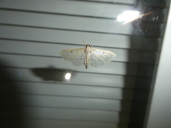 Herpetogramma aquilonalis