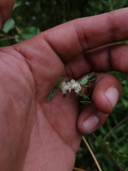 Cardiospermum halicacabum