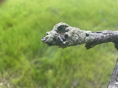 Eucalyptus largiflorens