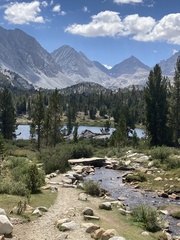 Cicindela longilabris