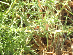 Brephidium exilis